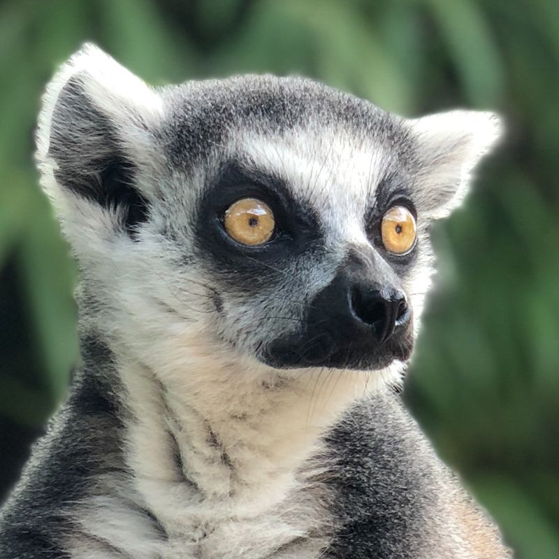 Meet one of the world's most unique creatures with this captivating headshot of a lemur in Madagascar. This close-up captures the intelligent eyes and distinctive features of this iconic primate, found nowhere else on Earth. Inspiration Africa specializes in designing your ultimate, tailor-made trip to Madagascar, focusing on unique wildlife encounters and other spectacular destinations across Africa. Start planning your incredible island adventure with us today