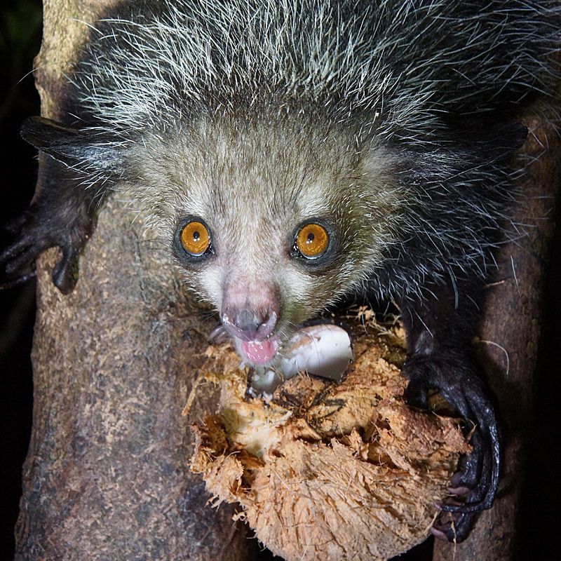 At Palmarium Reserve in Madagascar, lemurs leap through lush forests, offering close encounters with rare species like the indri and aye-aye, set against a backdrop of serene lakes and exotic vegetation.