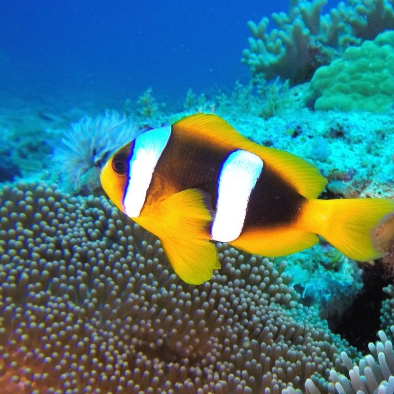 A vibrant clownfish peeks out from its anemone on a coral reef surrounding Sakatia Island in northern Madagascar, captured during a scuba diving experience in this captivating underwater travel photograph. Set against a backdrop of colorful corals and clear Indian Ocean waters, the clownfish’s bright orange and white markings highlight the rich marine biodiversity of this pristine island destination. Sakatia Island is renowned for calm conditions, healthy reefs, and exceptional underwater encounters, making it ideal for divers and underwater photographers. This scene celebrates the delicate beauty and charm of Madagascar’s coastal ecosystems. Inspiration Africa specializes in bespoke, tailor-made journeys to Madagascar and across Africa, crafting immersive marine adventures and unforgettable wildlife encounters in extraordinary destinations.