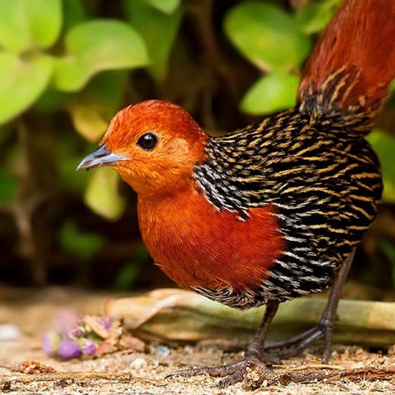 Birdwatching in Madagascar offers encounters with rare and endemic species, from vibrant vangas to the elusive ground rollers, set against diverse landscapes of rainforests, wetlands, and spiny forests teeming with unique avian life.
