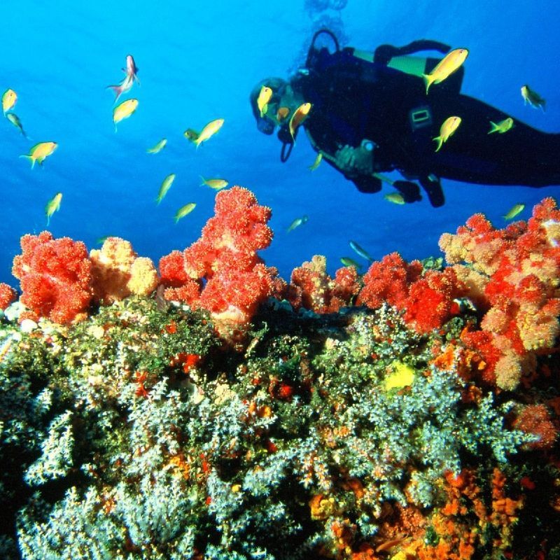 Diving in Nosy Be, Madagascar, reveals vibrant coral reefs, sea turtles, and tropical fish. Explore underwater caves, drift alongside manta rays, and experience the island’s rich marine biodiversity in warm, crystal-clear waters.