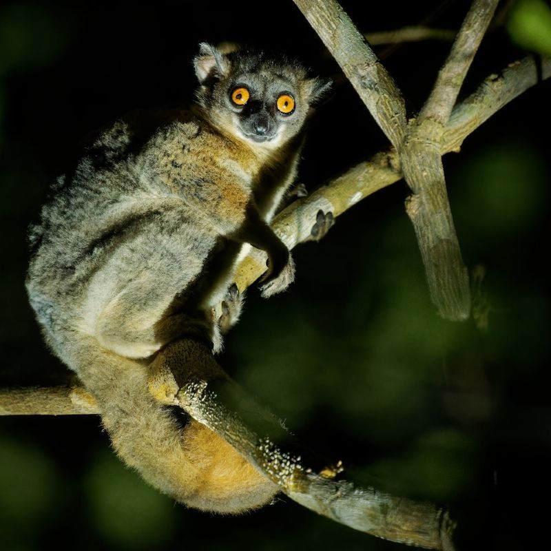 Night walks in Madagascar’s parks reveal a hidden world of nocturnal wildlife, where flashlight beams catch glowing eyes of mouse lemurs, camouflaged chameleons, and endemic frogs in the dense, mysterious rainforest.