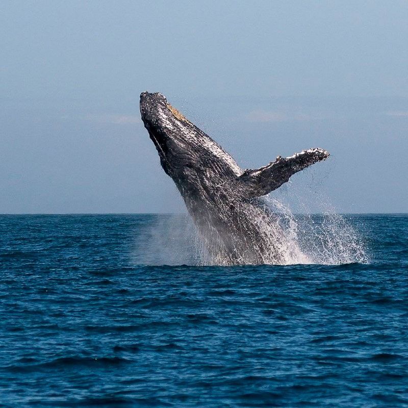 Whale watching off Île Sainte-Marie in Madagascar offers breathtaking encounters with humpback whales as they breach and play in the warm waters during their annual migration from June to September.
