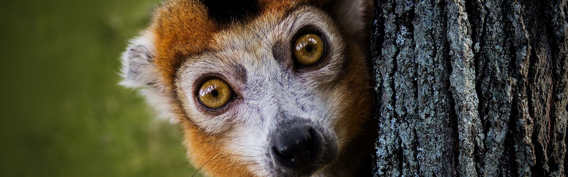 A wide-eyed lemur peers from behind a tree, full of curiosity and mischief—Madagascar’s playful icon watching the world unfold.