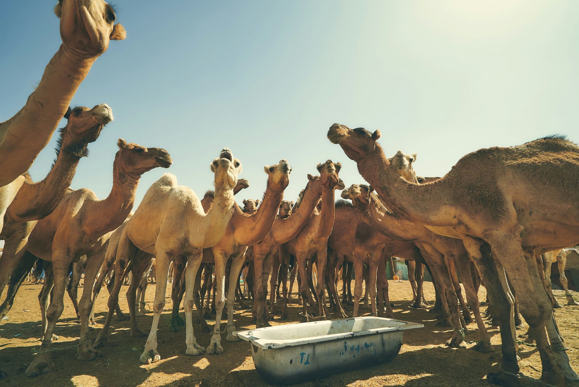 Experience the vibrant life of Mauritania with this captivating image of a group of camels at the Nouakchott Camel Bazaar. The photo captures the bustling energy, earthy tones, and timeless traditions of one of West Africa’s most iconic marketplaces, where camels—an essential part of local culture and trade—are bought, sold, and admired. The scene offers a fascinating glimpse into daily life in the region, blending cultural heritage with the rhythms of desert life.
Inspiration Africa creates tailor-made journeys to Mauritania, providing immersive experiences that explore its rich traditions, vibrant markets, and desert landscapes. Witness the unique charm of the Nouakchott Camel Bazaar and connect with the country’s enduring cultural heritage.