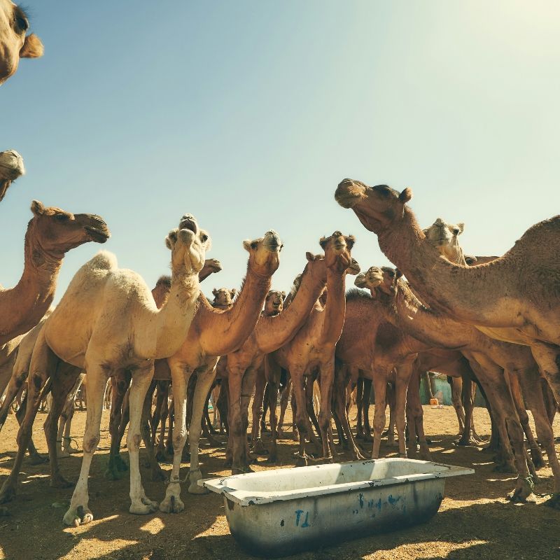 Mauritania’s largest camel market is a vibrant meeting place where traders, nomads, and herders gather, continuing traditions shaped by centuries of desert life. Camels, once vital for ancient caravans crossing the Sahara, remain symbols of wealth, endurance, and tribal identity. Here, stories of migration, trade, and survival echo across the sands. Inspiration Africa designs tailor-made journeys to experience this living heritage, connecting travelers to the heart of Mauritania’s desert culture and the proud spirit of its people. Explore a land where the rhythms of caravan life still shape the landscape and traditions endure under endless skies.