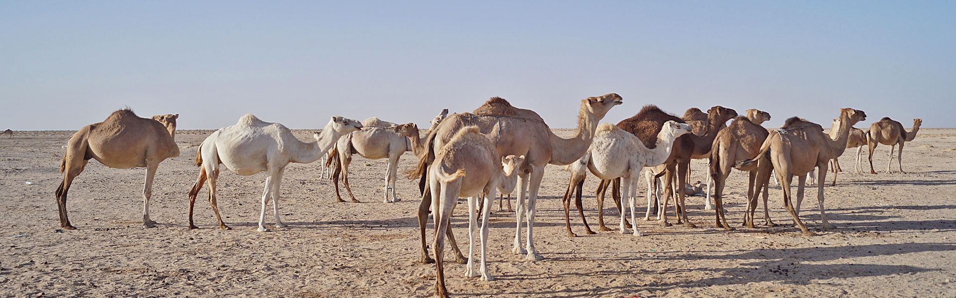 In the vast emptiness of Mauritania, camels move like ships across a golden sea—sometimes their shadows the only shade for miles. Once part of ancient caravan routes linking Chinguetti and Ouadane to North Africa and beyond, these animals carried salt, gold, and stories across the Sahara. Today, they still roam the same timeless landscapes. Inspiration Africa offers custom journeys into this remote region, where the silence is deep, the horizons endless, and the legacy of desert travel lives on. Travel with us to Mauritania, and walk in the tracks of the caravans that once shaped a continent.
