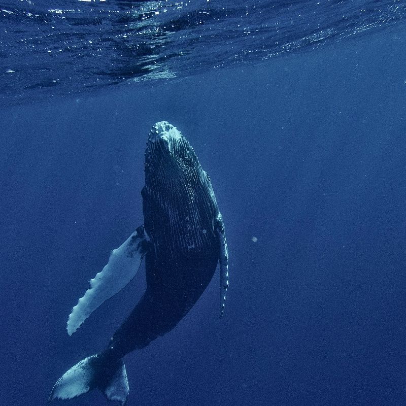 A majestic whale is captured underwater while scuba diving off the coast of Mauritius, creating a powerful and awe-inspiring marine wildlife photograph. Seen gliding through the deep blue Indian Ocean, the whale’s immense size and graceful movement highlight the rare and extraordinary nature of this encounter. Mauritius is one of the few destinations in the world where divers may experience responsible in-water interactions with whales during migration season. Ideal for experienced divers, marine wildlife enthusiasts, and photographers, this scene reflects the wonder, scale, and serenity of the ocean’s giants. Inspiration Africa specializes in bespoke, tailor-made journeys to Mauritius and across Africa, crafting unforgettable marine adventures and once-in-a-lifetime underwater wildlife experiences in exceptional destinations.