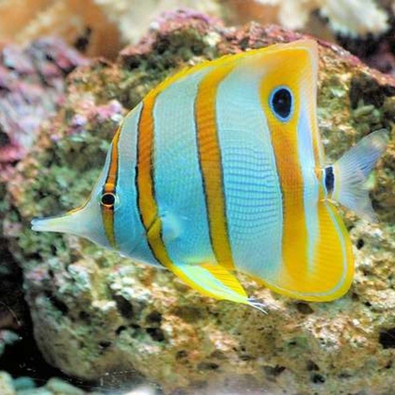 Explore coral reefs and observe vibrant marine life in a protected underwater ecosystem.