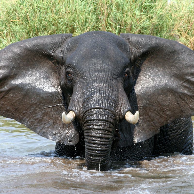 Elephant bathing in Liwonde National Park