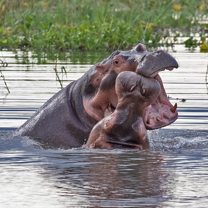Two young hippo bulls clash in the water, showcasing their power for a territorial battle during a wildlife safari in the Liwonde National Park