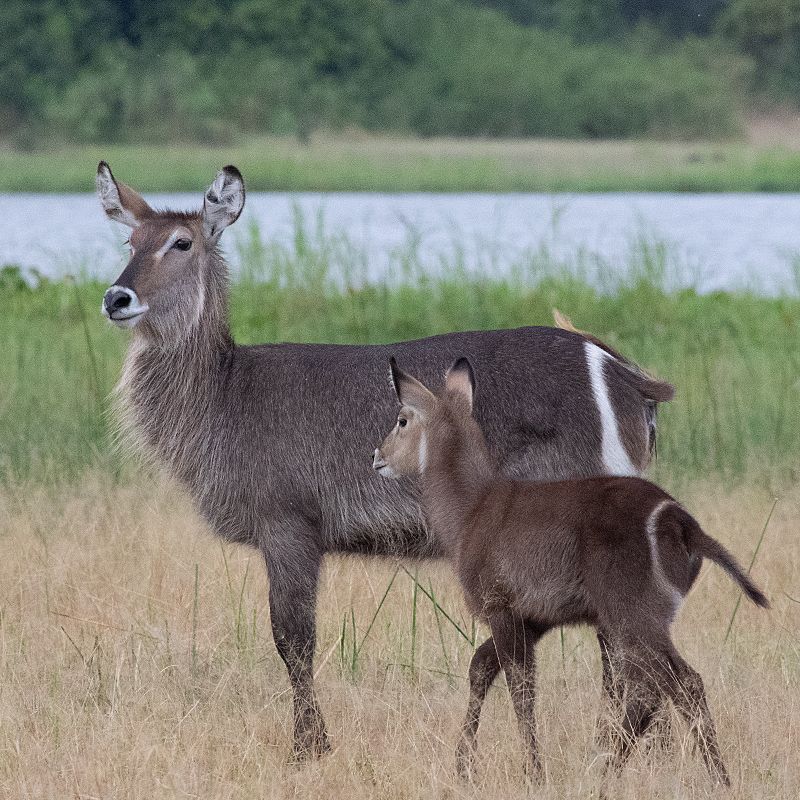Capture the beauty of Liwonde National Park in Malawi, where you can witness the heartwarming sight of a waterbuck mother and her baby in their natural habitat. This iconic African scene is just one of the many wildlife encounters you can experience in this stunning park. With Inspiration Africa, you can embark on a tailor-made safari, exploring Liwonde's diverse ecosystems, spotting wildlife, and immersing yourself in the tranquil beauty of Malawi. Whether it's game drives or boat safaris, Inspiration Africa ensures a memorable journey in one of Africa’s premier wildlife destinations.