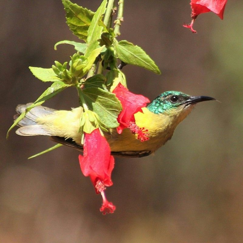 An African sunbird flutters delicately on a vibrant flower in Malawi, its colorful feathers shimmering in the sunlight, adding beauty to the country’s rich birdlife and natural landscapes.