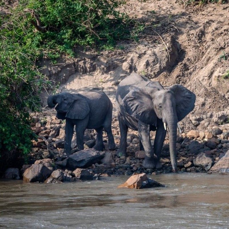 A small herd of elephants drinking at a waterhole in Majete Wildlife Reserve, Malawi, is captured in this evocative travel photograph, highlighting a powerful yet peaceful moment in the African wilderness. Gathered along the water’s edge, the elephants drink, interact, and move slowly through their natural habitat, offering an intimate glimpse into daily life in the reserve. The surrounding landscape of open savannah and native vegetation frames the scene, emphasizing Majete’s successful conservation story and restored ecosystems. Warm natural light and open space create a sense of balance and authenticity, reflecting the reserve’s unspoiled character. This image embodies the essence of a Malawi safari experience, defined by conservation, connection, and raw beauty. Inspiration Africa specializes in bespoke, tailor-made journeys to Malawi and across Africa, crafting meaningful wildlife encounters in remarkable destinations.