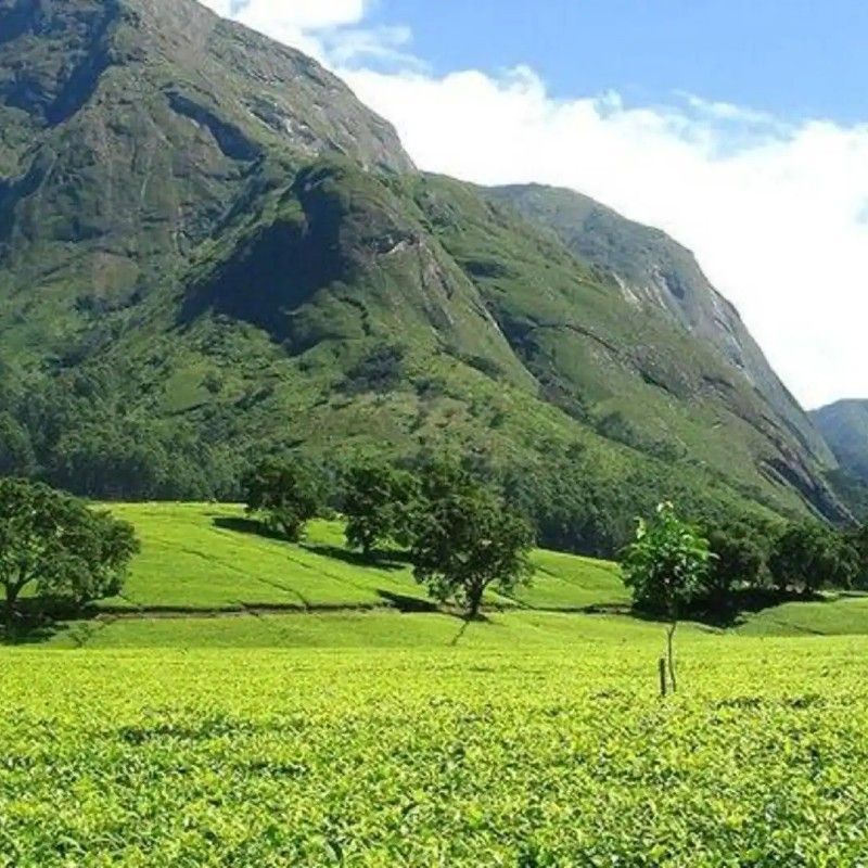 Mount Mulanje rising dramatically above the surrounding plains of southern Malawi is featured in this striking travel photograph, capturing the scale and beauty of one of Africa’s most iconic mountain landscapes. The rugged granite peaks and forested slopes create a powerful sense of elevation and remoteness, while soft natural light highlights the mountain’s varied textures and contours. Often shrouded in mist, Mount Mulanje conveys an atmosphere of mystery and timelessness, inviting exploration and quiet reflection. The expansive views emphasize the mountain’s importance as both a natural landmark and a destination for hiking and adventure. This image reflects the diversity of Malawi’s landscapes beyond safari experiences. Inspiration Africa curates bespoke, tailor-made journeys to Malawi and across Africa, combining wildlife, culture, and dramatic scenery into unforgettable travel experiences.