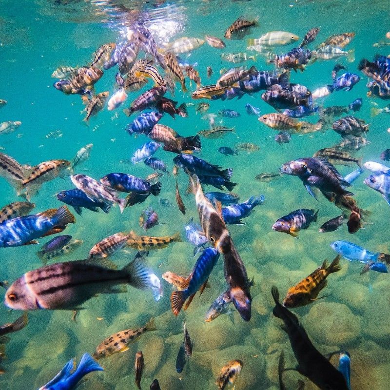Lake Malawi offers some of the best freshwater snorkeling and diving in the world. There are plenty of brightly-coloured and often endemic cichlid fish.