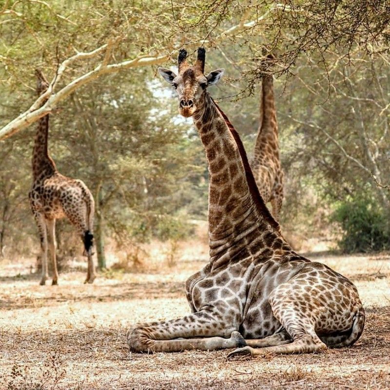 A giraffe rests peacefully under a tree in Liwonde, Malawi, offering the perfect scene for photographic safaris, where wildlife and stunning landscapes blend seamlessly.