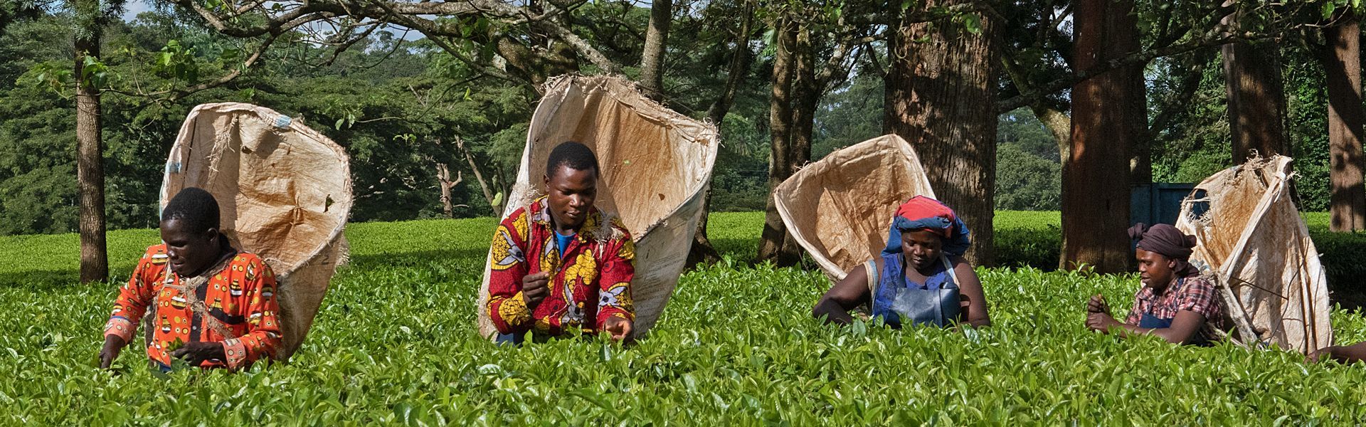 A group of tea pickers at work on Satemwa plantation in the Thyolo region of Malawi.