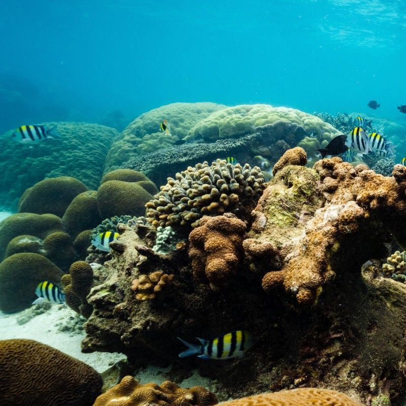 A vibrant coral reef teems with life in the crystal-clear waters of the Bazaruto Archipelago, Mozambique, captured during a scuba diving adventure in this stunning underwater travel photograph. Intricate coral formations provide shelter for colorful fish and other marine creatures, showcasing the richness and diversity of one of Africa’s most pristine marine ecosystems. The Bazaruto Archipelago is renowned for its healthy reefs, clear turquoise waters, and exceptional diving experiences, making it a paradise for underwater exploration and photography. Ideal for divers, marine wildlife enthusiasts, and photographers, this scene celebrates the color, texture, and ecological importance of Mozambique’s coastal reefs. Inspiration Africa specializes in bespoke, tailor-made journeys to Mozambique and across Africa, crafting immersive marine adventures and unforgettable underwater experiences in extraordinary destinations.