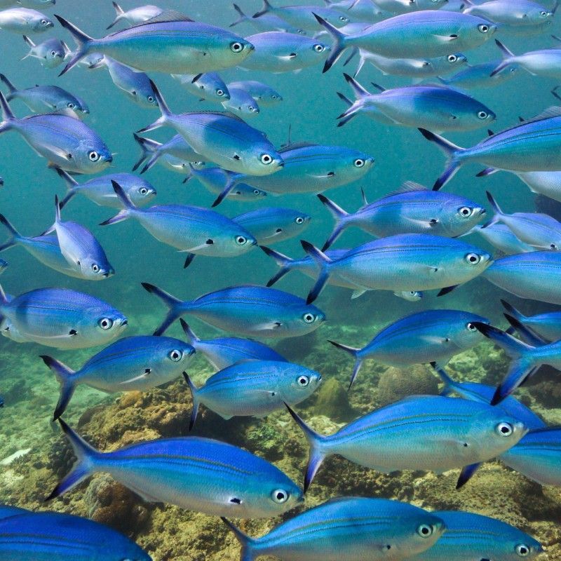 Marvel at a shimmering school of grey-blue fish gliding gracefully through the clear waters of Vilanculos, Mozambique. Their synchronized movement and sleek colors highlight the vibrant marine life thriving along this pristine stretch of the Indian Ocean. Moments like these capture the serene magic of exploring Mozambique’s underwater world. Let Inspiration Africa design your bespoke, tailor-made journey to experience Vilanculos’ exceptional diving. Start planning your unforgettable Mozambican adventure with us today!
