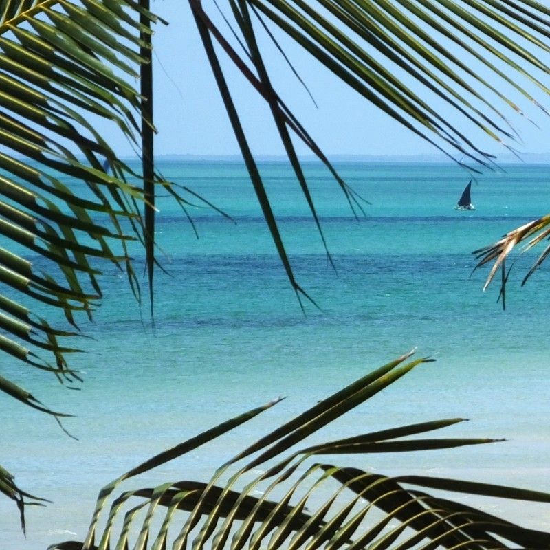 Savor the tranquility of Vilanculos, Mozambique, captured in this beautiful photo. The stunning blue turquoise water of the Indian Ocean forms the perfect backdrop, gently framed by the graceful fronds of palm tree leaves. This view encapsulates the vibrant coastal life and pristine beaches of Mozambique. Inspiration Africa specializes in designing your luxurious, tailor-made trip to Vilanculos and other extraordinary destinations across Africa. Plan your dream beach holiday with us today!