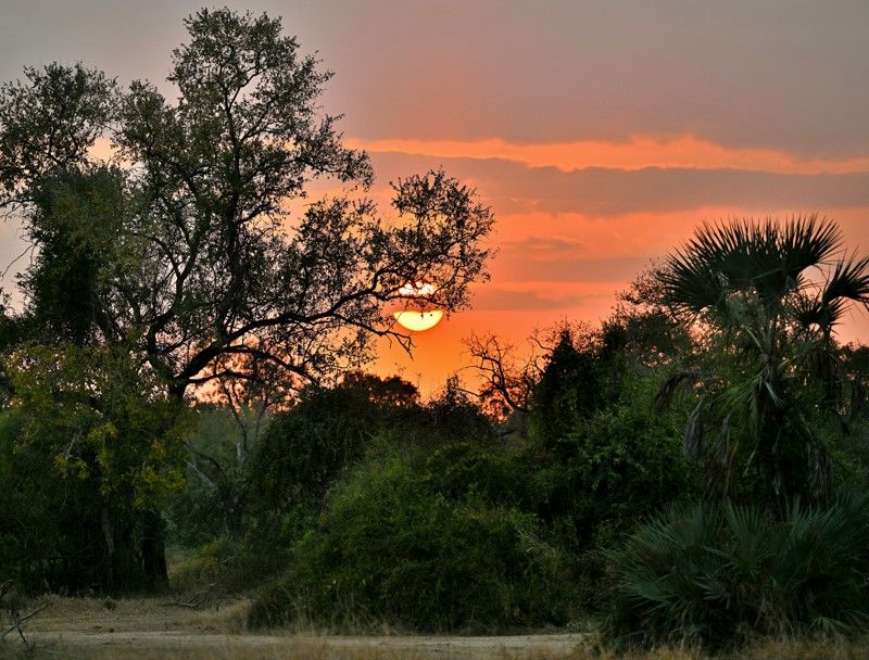 Experience a serene and unforgettable moment in Mozambique’s Gorongosa National Park with this stunning sunset photo. Golden and amber hues stretch across the sky as the sun dips behind the horizon, casting a warm glow over the vast floodplains and distant woodlands. Silhouettes of trees and wildlife blend softly into the fading light, capturing the tranquil beauty and rich biodiversity that define this remarkable ecosystem. Inspiration Africa creates tailor-made journeys that immerse you in Africa’s most inspiring landscapes and wildlife experiences. Let us design your personalized adventure to explore the breathtaking sunsets and natural wonders of Gorongosa National Park.
