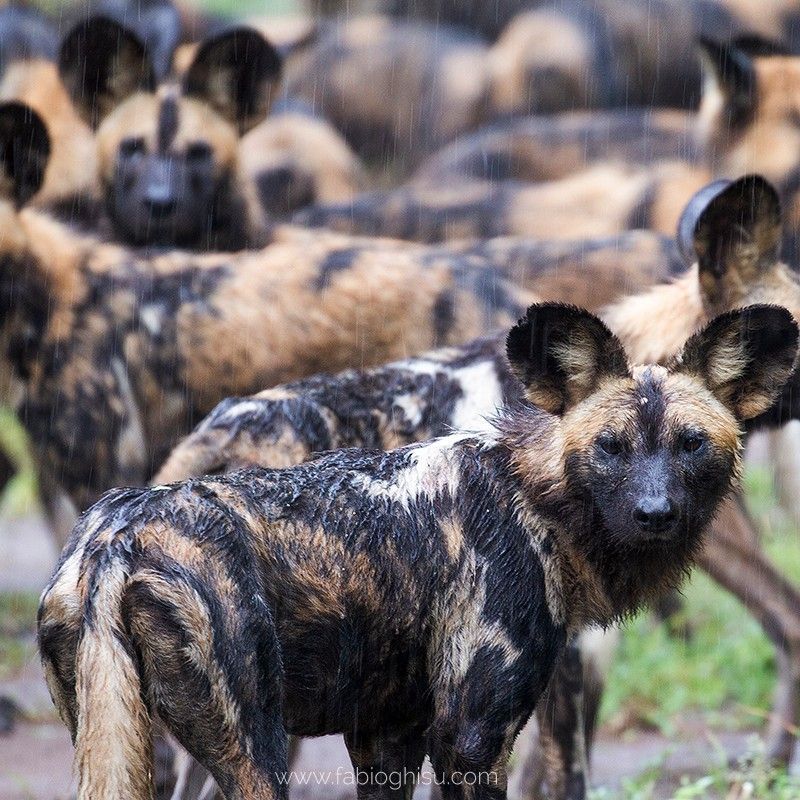 A pack of African wild dogs moves purposefully through the rain in Gorongosa National Park, Mozambique, captured during an immersive photographic safari. Their mottled coats glisten under the raindrops as they navigate the lush, green savannah, highlighting the energy, coordination, and social bonds of one of Africa’s most endangered predators. Gorongosa National Park is renowned for its rich biodiversity, dynamic ecosystems, and exceptional wildlife photography opportunities. Ideal for wildlife photographers, safari enthusiasts, and nature lovers, this scene captures the drama, resilience, and raw beauty of Africa’s wild landscapes. Inspiration Africa specializes in bespoke, tailor-made photographic safaris to Mozambique and across Africa, crafting immersive journeys that deliver unforgettable encounters with extraordinary wildlife.
