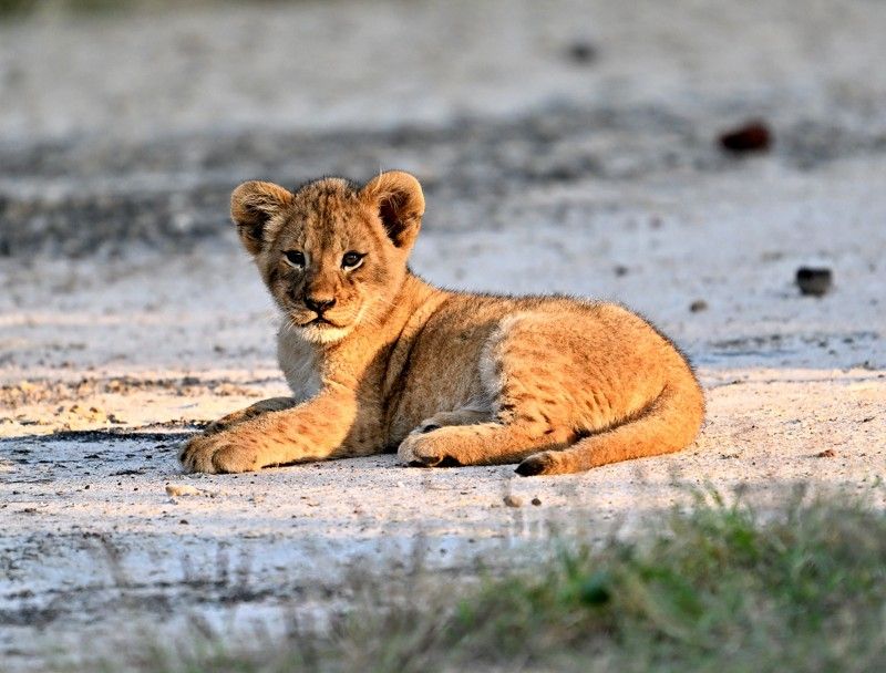 A young lion cub in Gorongosa National Park, Mozambique, is captured in this compelling wildlife photograph, showcasing the innocence and quiet strength of one of Africa’s most iconic species. Set against the park’s natural landscape of grasslands and soft earth tones, the cub’s curious expression and subtle markings are brought into focus, highlighting both vulnerability and resilience. Gentle light enhances the texture of its fur and the warmth of the scene, conveying a sense of hope and renewal. The image reflects Gorongosa’s remarkable conservation story and rich biodiversity, emphasizing the park as a place where wildlife thrives and the future of Africa’s wilderness is being carefully protected.
