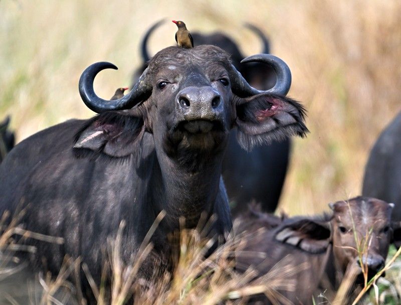 Gaze upon the strength and presence of a buffalo in Mozambique’s Gorongosa National Park. This striking photograph captures the animal’s powerful frame and distinctive horns as it moves through the park’s lush savannah and woodland landscapes. Gorongosa is renowned for its rich biodiversity and thriving wildlife populations, offering exceptional opportunities to observe iconic African species like the buffalo in their natural habitat. Witnessing a buffalo up close evokes awe and respect for the resilience of Africa’s wildlife. Inspiration Africa specializes in designing bespoke, tailor-made journeys that deliver extraordinary wildlife encounters across Africa’s most remarkable destinations.

