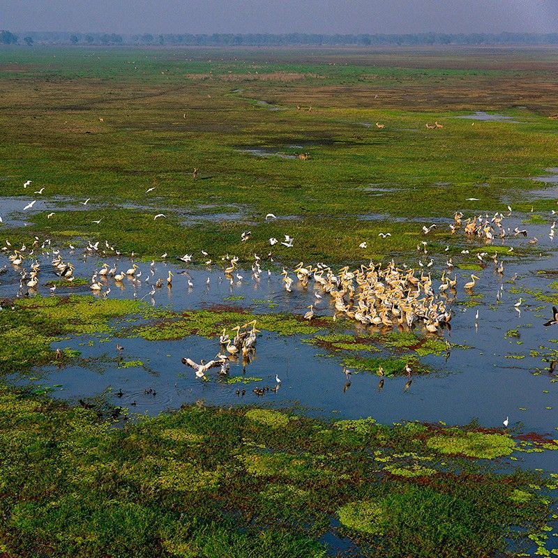 An aerial view of a river winding through the lush green landscapes of Gorongosa National Park in Mozambique is captured in this striking travel photograph, highlighting the park’s rich biodiversity and dramatic scenery. Verdant floodplains, woodlands, and open savannah stretch across the terrain, while the river reflects soft natural light, creating a sense of depth, tranquility, and vitality. The image emphasizes the park’s role as a thriving wildlife habitat and its diverse ecosystems, from riverine corridors to forested hills. Inspiration Africa curates bespoke, tailor-made journeys to Mozambique and across Africa, combining immersive wildlife encounters, scenic landscapes, and authentic safari experiences in remarkable destinations.
