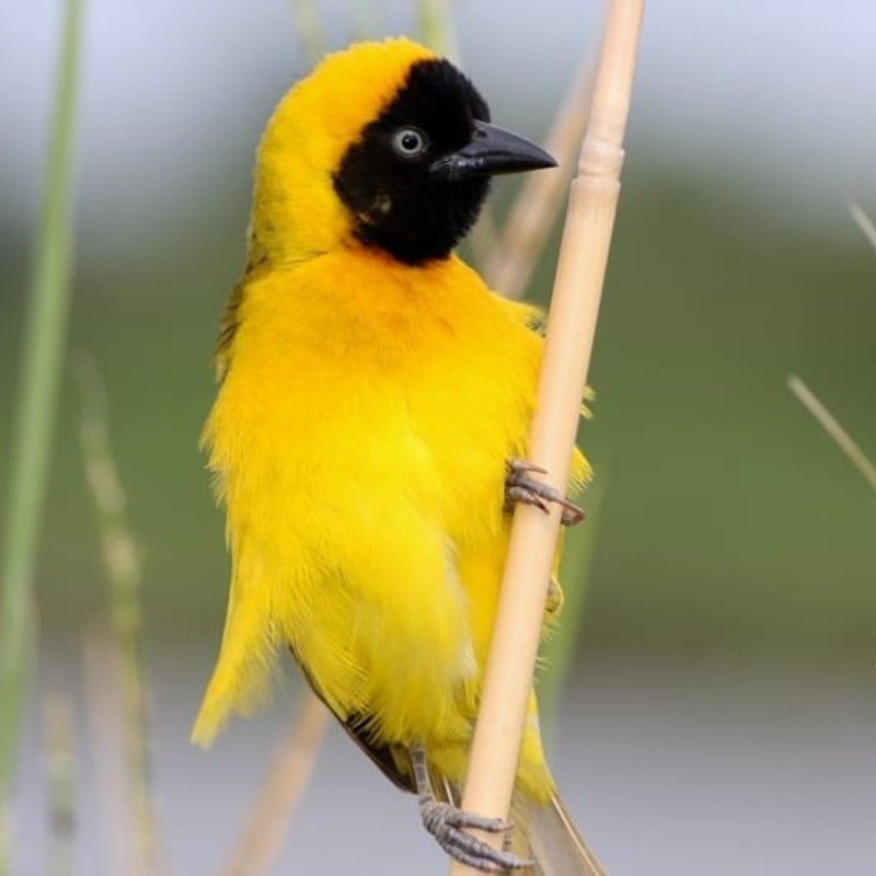 Gorongosa National Park, in Mozambique, is a birdwatcher's haven, featuring vibrant weavers weaving intricate nests amid wetlands and savannas, surrounded by the park's rich avian diversity.