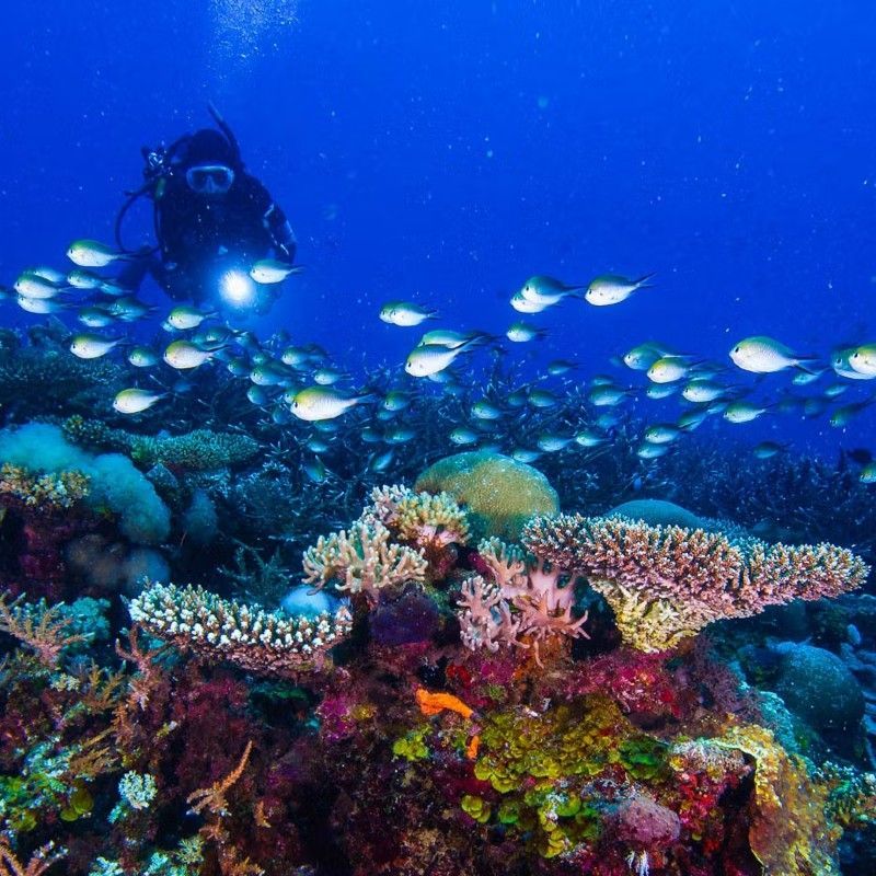 Diving in Mozambique’s Quirimbas Archipelago reveals vibrant coral reefs, marine life, and clear waters, offering an underwater paradise for exploration and unforgettable encounters.