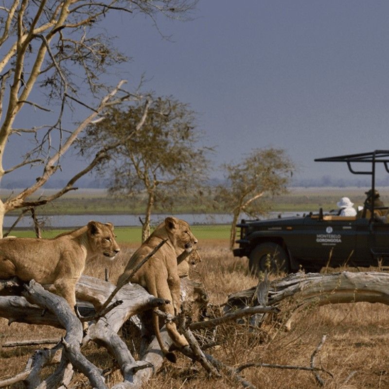Game drives in Gorongosa National Park, offer close encounters with lions. Two lionesses perched on dead branches of a tree surrounded by majestic landscapes and amid a thriving ecosystem of diverse wildlife.