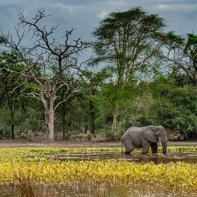 In Gorongosa, Mozambique, elephants roam freely across diverse landscapes, offering an unforgettable safari experience amid restored wilderness and rich biodiversity.