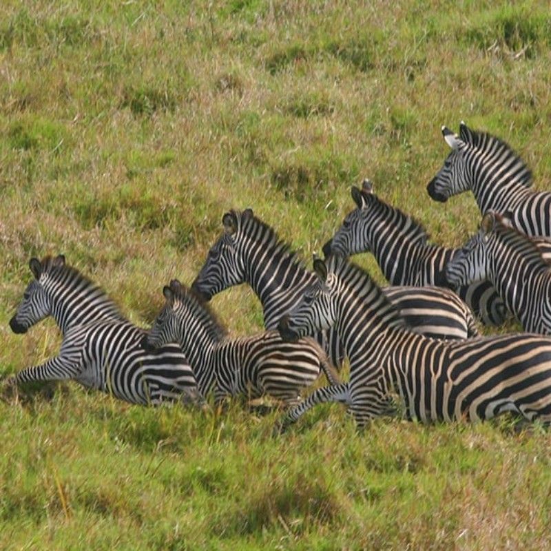 A photographic safari in Mozambique's Limpopo National Park captures stunning wildlife, diverse landscapes, and serene river scenes, offering unforgettable moments through the lens.