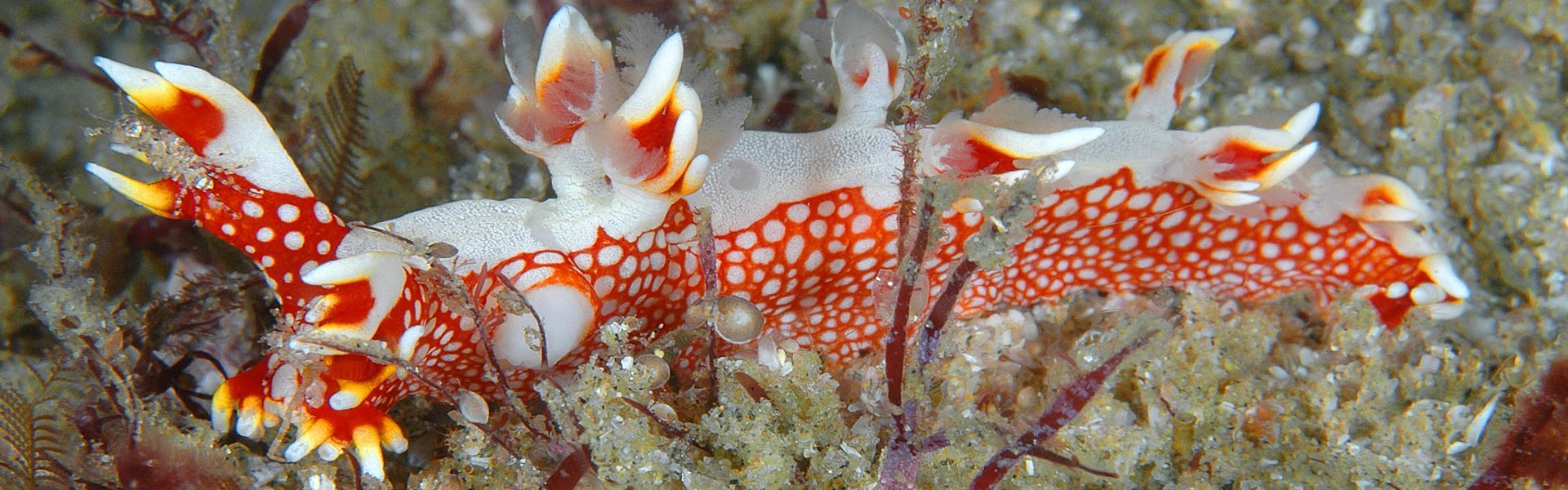 The colorful nudibranchs of Mozambique's warm, shallow reefs captivate divers with their vibrant hues and intricate patterns. These soft-bodied sea slugs, found in diverse shapes and colors, add a striking visual to the underwater landscape. Mozambique’s coral reefs provide an ideal environment for these fascinating creatures, where they feed on sponges and other small marine life. With the clear, warm waters of the Indian Ocean, divers can easily spot these unique nudibranchs, making them a highlight for underwater photography and marine observation.