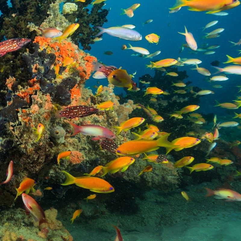 A vibrant array of tropical fish swims among colorful corals in Maputo National Park, Mozambique, captured during a scuba diving adventure in this stunning underwater travel photograph. The clear waters reveal the rich biodiversity of the park’s reefs, where schools of fish, intricate coral formations, and other marine life create a dynamic and colorful scene. Maputo National Park is renowned for its pristine coastal ecosystems, offering exceptional diving and snorkeling experiences along Mozambique’s Indian Ocean coastline. Ideal for divers, marine wildlife enthusiasts, and underwater photographers, this scene highlights the beauty, variety, and vitality of Mozambique’s marine environments. Inspiration Africa specializes in bespoke, tailor-made journeys to Mozambique and across Africa, crafting immersive marine adventures and unforgettable underwater experiences in extraordinary coastal destinations.