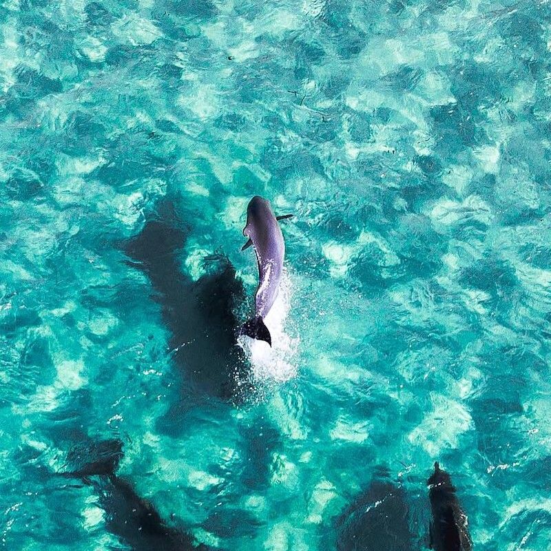 Gaze upon a graceful dolphin in the crystal-clear waters of Mozambique. This captivating photograph captures the sleek body and playful movement of the dolphin as it glides through turquoise waters along the coastline. Mozambique’s pristine marine ecosystems, including coral reefs and lagoons, provide exceptional opportunities to observe dolphins and other marine wildlife in their natural habitat. Witnessing these intelligent and agile creatures up close is a joyful and unforgettable experience. Inspiration Africa specializes in designing bespoke, tailor-made journeys that deliver extraordinary wildlife and marine encounters across Africa’s most remarkable destinations.
