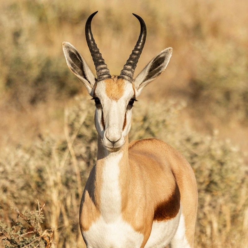 Gaze upon the graceful elegance of a springbok in Namibia’s Etosha National Park. This captivating photograph captures the antelope’s distinctive markings and poised stance as it moves across Etosha’s vast salt pans and open savannah. Etosha is renowned for its exceptional wildlife diversity, offering rare opportunities to observe iconic African species like the springbok in their natural habitat. Witnessing these agile and beautiful animals up close is a serene and unforgettable safari experience. Inspiration Africa specializes in designing bespoke, tailor-made journeys that deliver extraordinary wildlife encounters across Africa’s most remarkable destinations.
