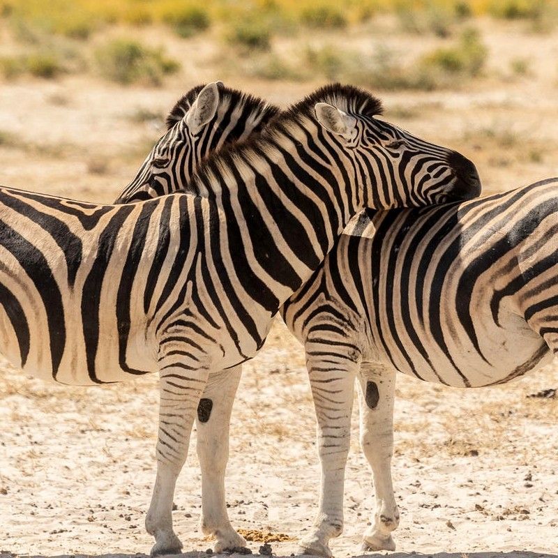 Two zebras are captured playfully scratching each other’s backs during a photographic safari in Etosha National Park, Namibia, in this charming wildlife travel photograph. Set against the park’s iconic salt pans and open savannah, the interaction highlights the social behavior, bond, and character of these strikingly patterned animals. Etosha National Park is renowned for its abundant wildlife, dramatic landscapes, and exceptional photographic opportunities, offering visitors unforgettable safari experiences. Ideal for wildlife photographers, nature enthusiasts, and safari travelers, this scene captures both the beauty and personality of Namibia’s iconic wildlife. Inspiration Africa specializes in bespoke, tailor-made photographic safaris to Namibia and across Africa, crafting immersive journeys that deliver extraordinary close-up wildlife encounters and unforgettable safari moments.
