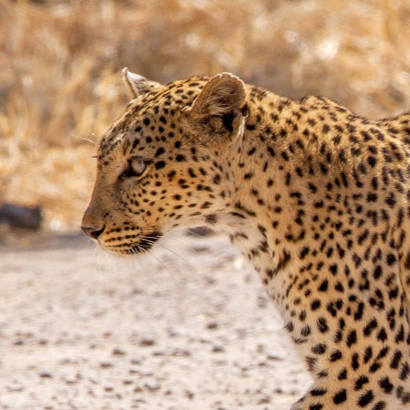 A majestic leopard in Etosha National Park, Namibia, is captured in this striking wildlife photograph, perched alertly on a rocky outcrop or moving gracefully through the savanna. Its patterned coat blends subtly with the arid, sunlit landscape, highlighting the animal’s natural camouflage and elegance. The wide-open plains, sparse trees, and soft light of the Namibian landscape provide a dramatic backdrop, emphasizing the leopard’s stealth and presence. The scene conveys power, mystery, and the thrill of African wildlife, showcasing Etosha National Park as a premier destination for close encounters with some of Namibia’s most iconic predators. Inspiration Africa specializes in bespoke, tailor-made journeys to Namibia and across Africa, crafting unforgettable safari experiences in extraordinary wilderness destinations.
