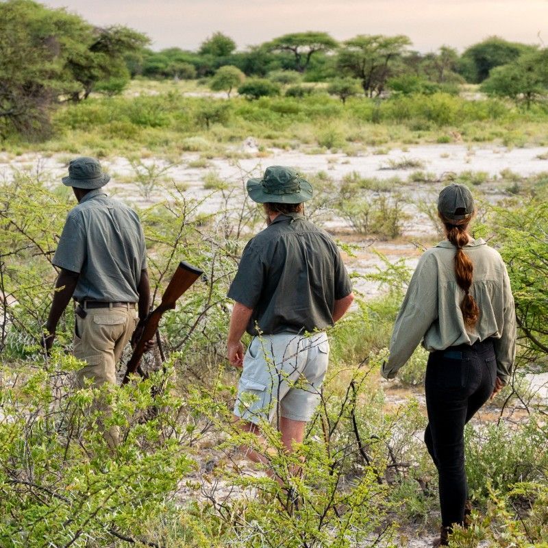 Gaze upon an immersive walking safari experience in Namibia’s Onguma Reserve, captured in this evocative photograph. A group of travelers moves quietly through open bush and woodland, experiencing the landscape at ground level and connecting deeply with the natural surroundings. Onguma, bordering Etosha National Park, is renowned for its rich wildlife, peaceful atmosphere, and guided walking safaris. Exploring on foot allows for a deeper understanding of tracks, plants, and animal behavior. Inspiration Africa specializes in crafting bespoke, tailor-made journeys that deliver authentic walking safaris and extraordinary wildlife encounters across Africa’s most remarkable destinations.
