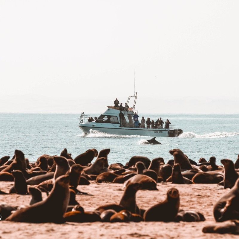 Daytime marine cruise near sandwich harbour where one can enjoy watching dolphins swim in the ocean while close by a seals are lying on the beach.