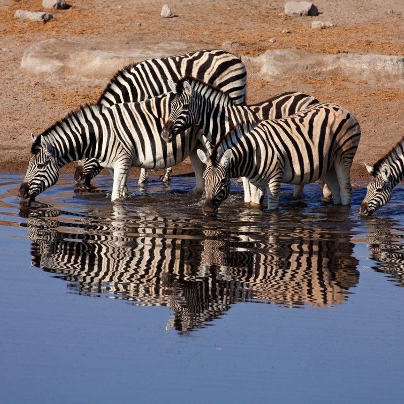 A herd of zebras drinking water from a waterhole near Mokuti in the Etosha National Park during a wildlife safari.