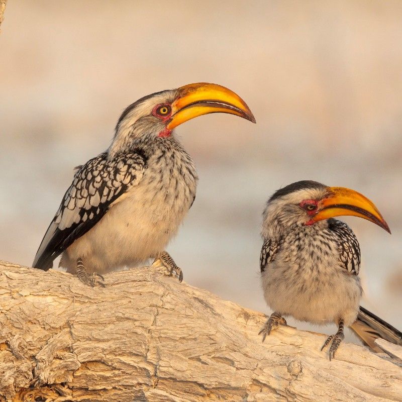 Two Southern Yellow-billed Hornbil (Tockus leucomelas) perched on a tree trunk.