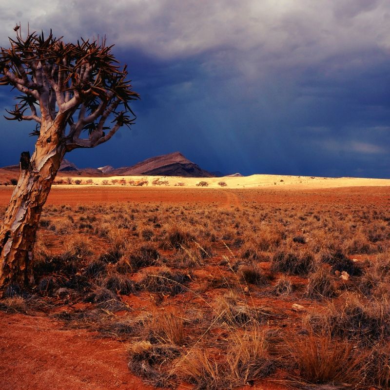 Dramatic desert landscapes of Damaraland reveal the raw beauty of Africa’s arid wilderness, where rugged mountains, ancient valleys, and vast open spaces define the scenery. Across the continent, deserts offer extraordinary travel experiences, from remote wildlife encounters to cultural discoveries and star-filled night skies. Inspiration Africa specializes in bespoke, tailor-made journeys across Africa, crafting unforgettable desert adventures in some of the continent’s most spectacular landscapes.
