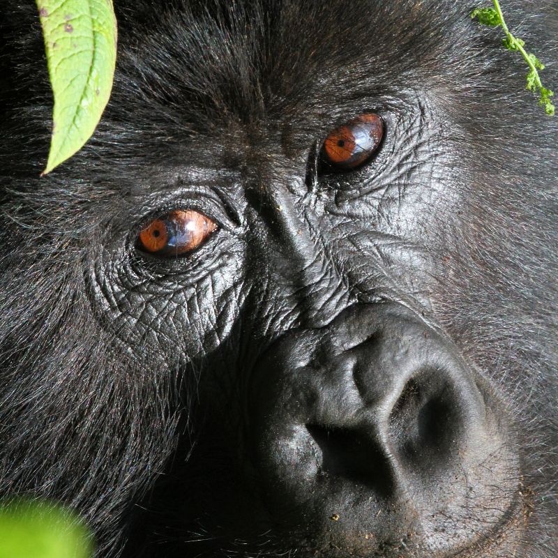 Feel the powerful connection with this incredibly intimate close-up photo of a Mountain Gorilla in Volcanoes National Park, Rwanda, where only its deep, expressive eyes are visible. This rare image conveys the profound intelligence and emotion of these magnificent creatures. Inspiration Africa specializes in designing your ultimate, tailor-made trip for unforgettable gorilla trekking experiences and exploring other spectacular destinations across Africa. Book your life-changing Rwandan journey with us!