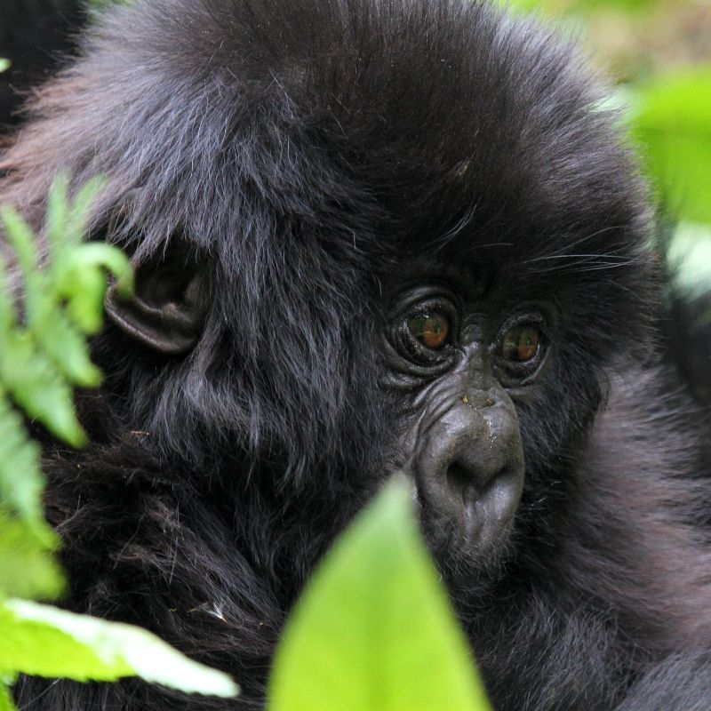 Rwanda is renowned as one of the best places in the world to observe mountain gorillas in their natural habitat. These incredible primates are found in the lush, mist-covered forests of Volcanoes National Park, located in the northwestern part of the country. The park, part of the larger Virunga Conservation Area, is home to several habituated gorilla families that can be visited on guided treks.