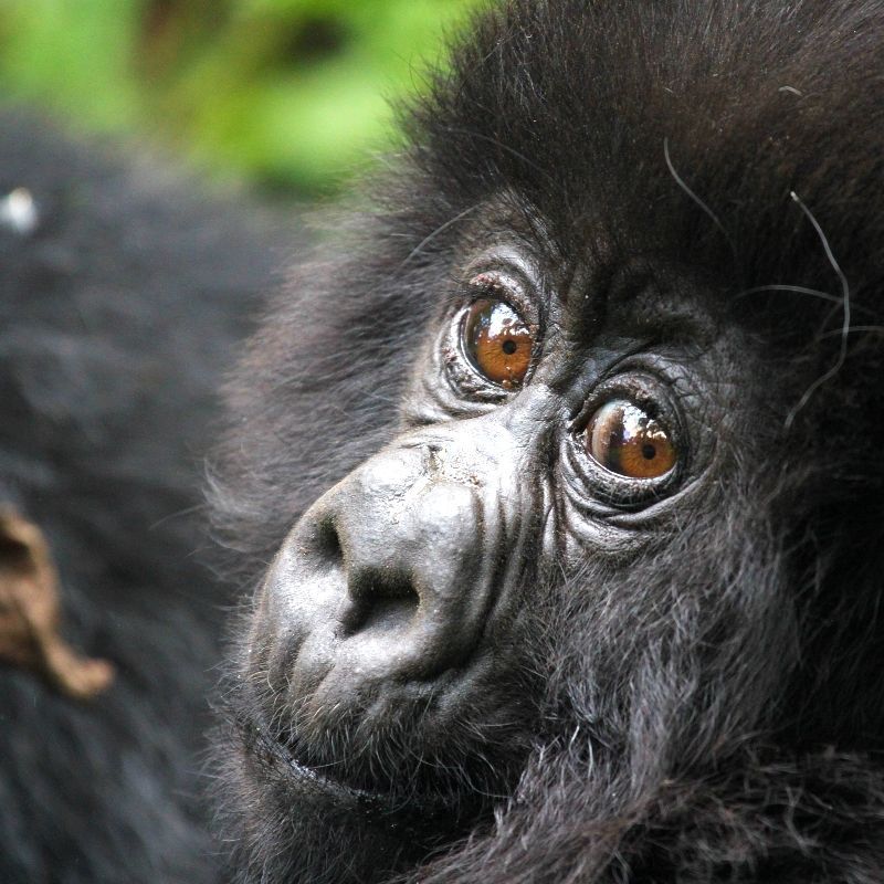 In Rwanda's Volcanoes National Park, nestled within the Virunga Mountains, baby mountain gorillas thrive under the watchful eyes of their families.