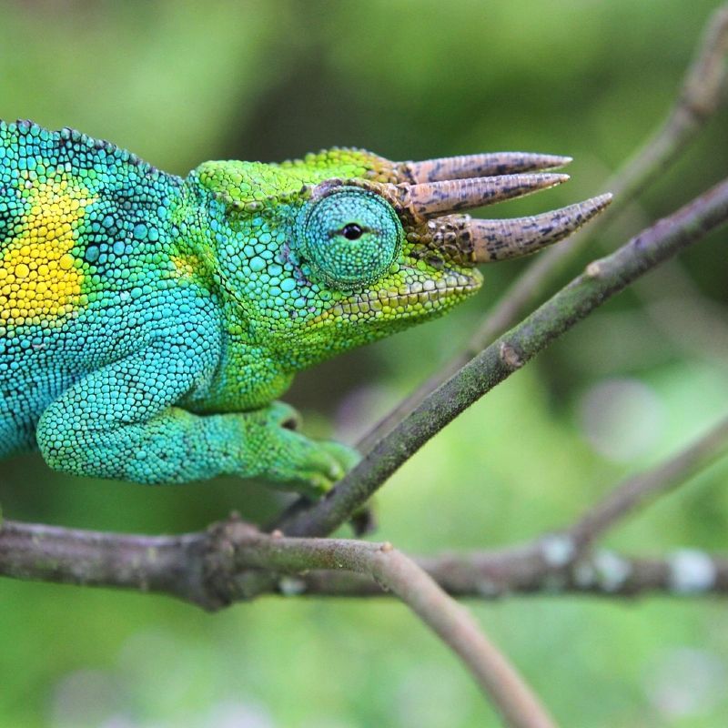 Uncover the hidden wonders of Rwanda's vibrant forests with this captivating close-up of a chameleon. This striking photo features the beautiful light turquoise-blue and light green reptile navigating a tree branch, highlighting Rwanda's immense biodiversity. Beyond gorilla trekking, these ecosystems offer incredible spotting opportunities. Inspiration Africa specializes in organizing tailor-made safaris and forest expeditions to Rwanda, ensuring you explore its unique wildlife and rich natural environments with expert local guides. Let us design your personalized Rwanda travel adventure.